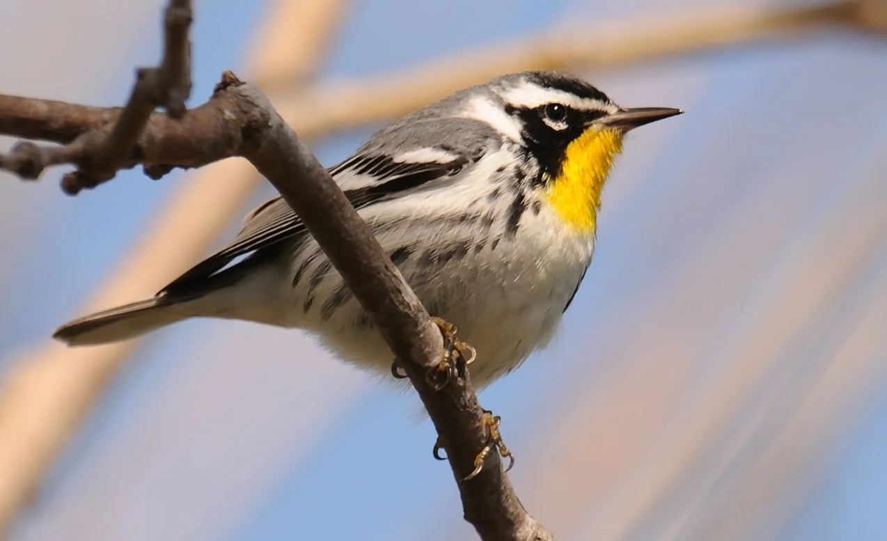 HART BEAT: YELLOWTHROATS — St. Lucie Audubon Society